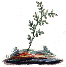 Acacia masónica