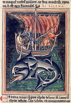 Ballena, Bestiario de Oxford, c. 1200