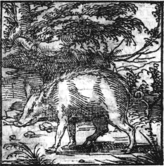 Cerdo. Hyerglyphica, Horapolo.