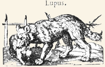 Lobo atacando una oveja